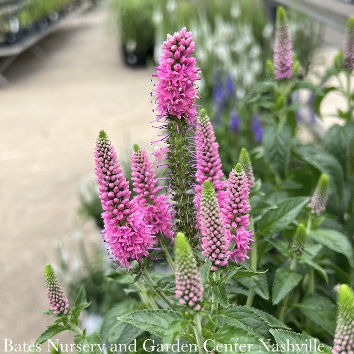 #1 Veronica x First Love/ Pink Speedwell