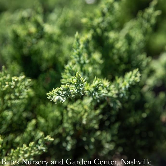 #1 Juniperus squam expansa Parsonii/ Parson&#39;s Creeping Juniper