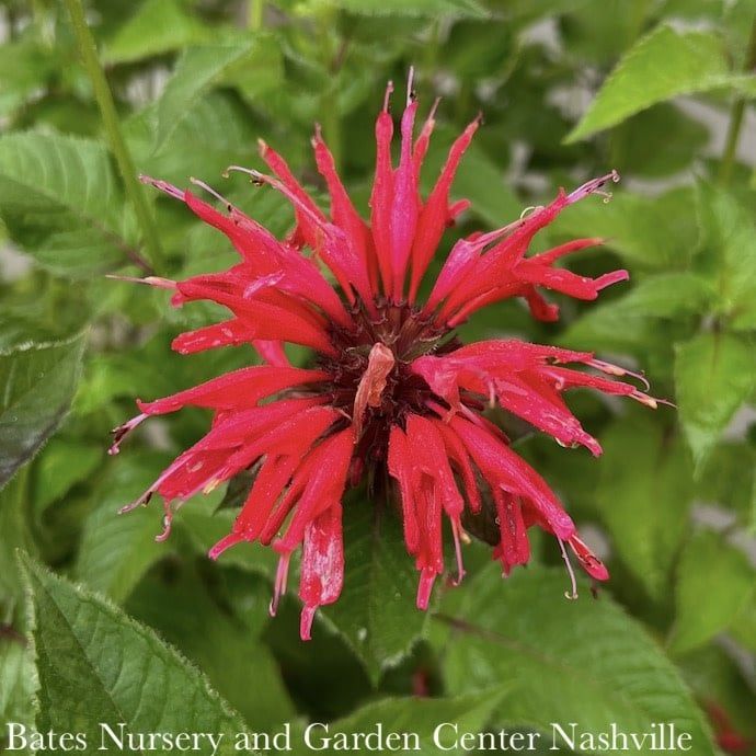 #1 Monarda x AB Gardenview Scarlet/ Red Beebalm
