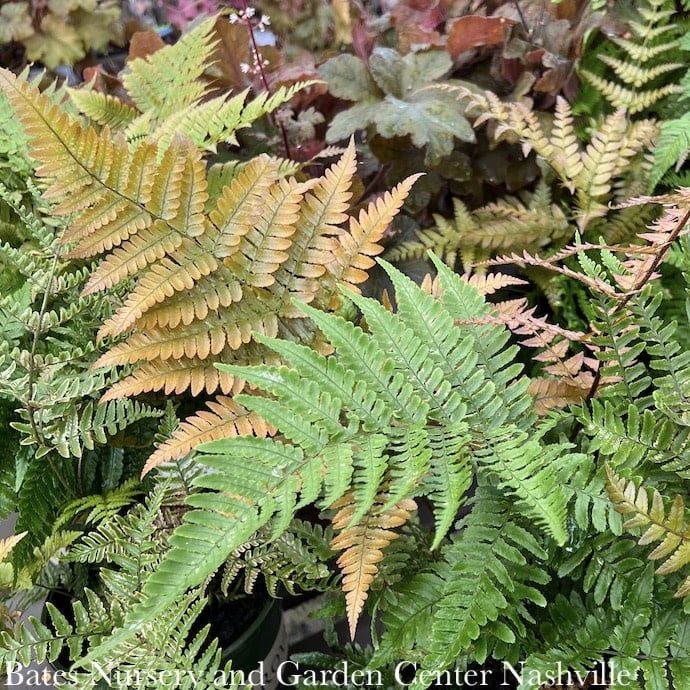 #2  Dryopteris ery Brilliance/ Autumn Fern