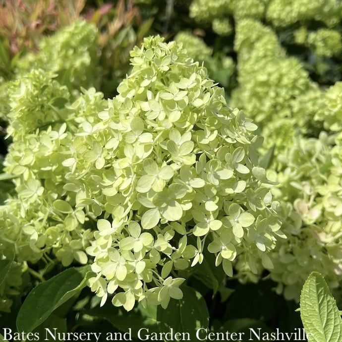 #3 Hydrangea pan Dragon Baby/ Dwarf White to Pink Panicle