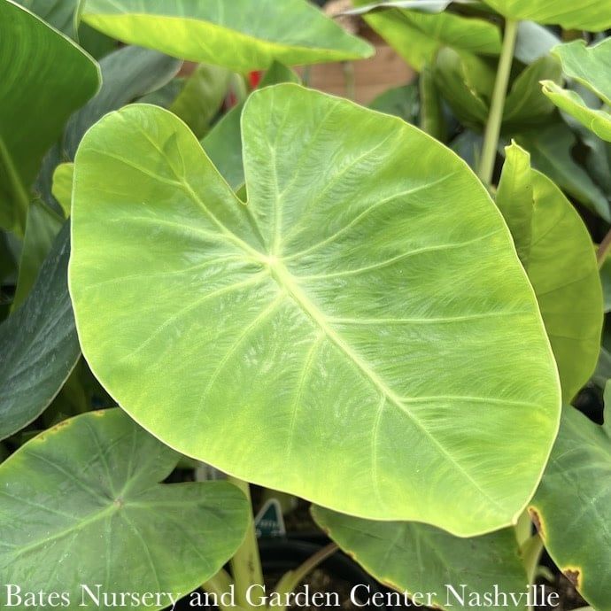 Tropical #2 Colocasia Royal Hawaiian 'Maui Gold'/ Elephant Ear
