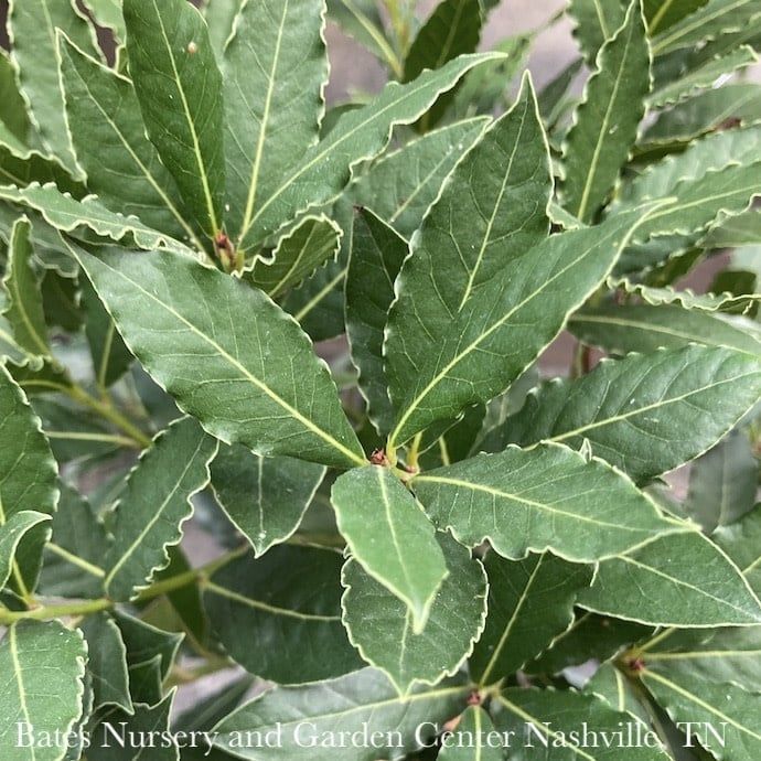 Tropical Culinary Patio Tree #1 Laurus nob Little Ragu/ Bay Laurel - No Warranty