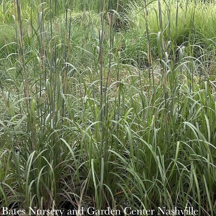 #3 Grass Andropogon ger Rain Dance/ Big Bluestem Native (TN)