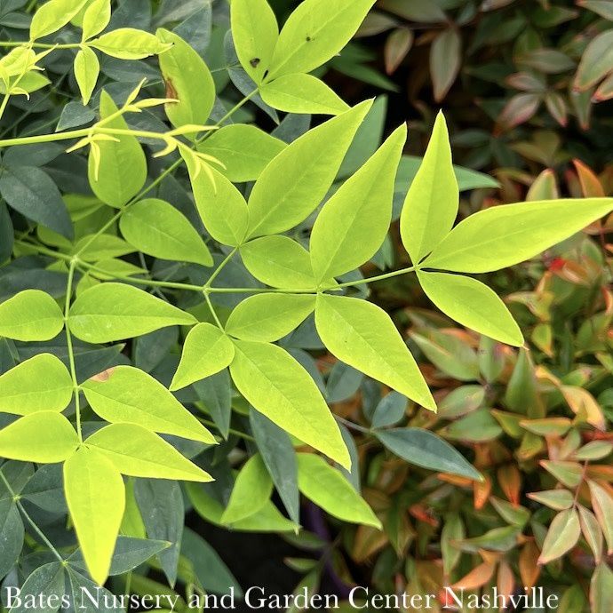 #3 Nandina dom SL Lemon Lime/ Heavenly Bamboo