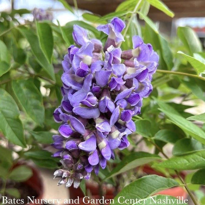 #5 Wisteria frut Amethyst Falls/ American Native (TN)