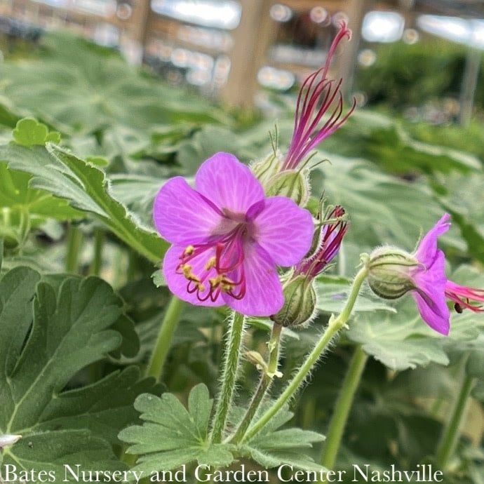 QP Geranium macrorrhizum Bevan&#39;s Variety/ Magenta Pink
