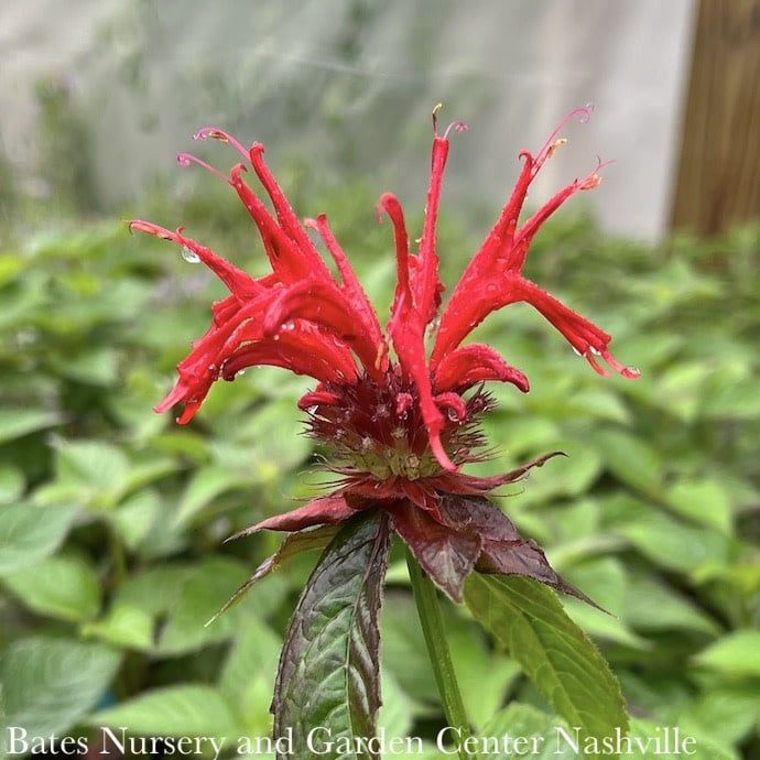 #1 Monarda did Jacob Cline/ Red Beebalm Native (TN)