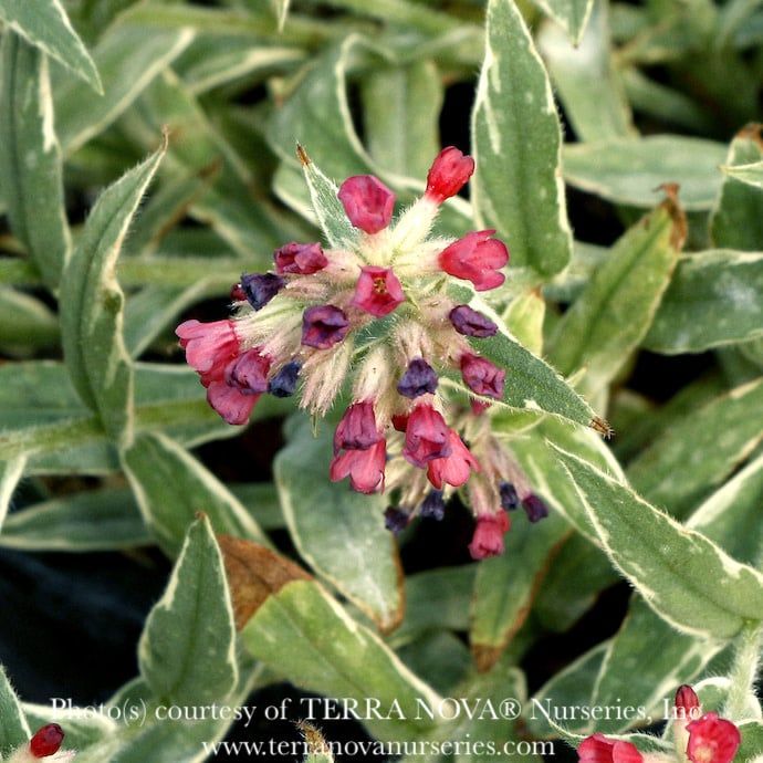 #1 Pulmonaria Raspberry Frost/ Lungwort