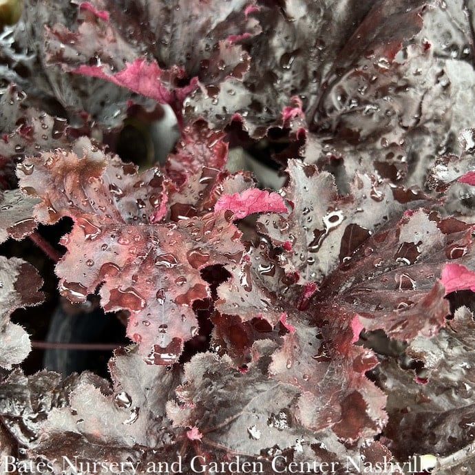 #1 Heuchera Dressed Up &#39;Evening Gown&#39;/ Coral Bells