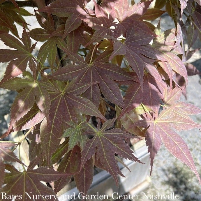 #15 Acer pal Iijima sunago/ Upright Red-Orange Japanese Maple