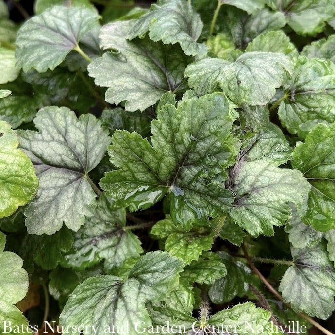 #1 Heucherella Pink Revolution/ Foamy Bells