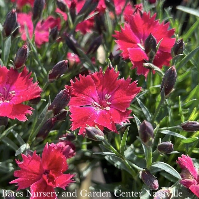 #1 Dianthus grat Vivid &#39;Cherry Charm&#39;/ Red Compact