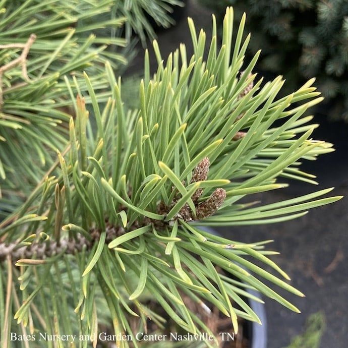#6 Pinus contorta Taylor's Sunburst/ Lodgepole Pine
