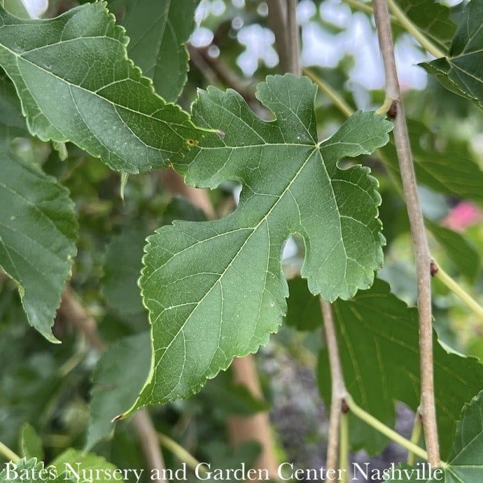 #15 Morus alba Chaparral/ Fruitless Dwarf Weeping White Mulberry