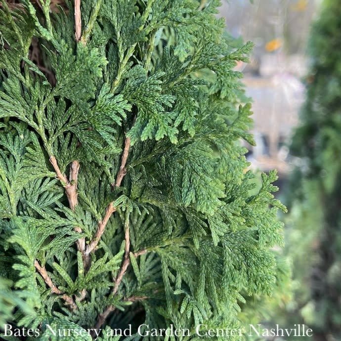 #10 Thuja occ Degroot&#39;s Spire/ Columnar Arborvitae