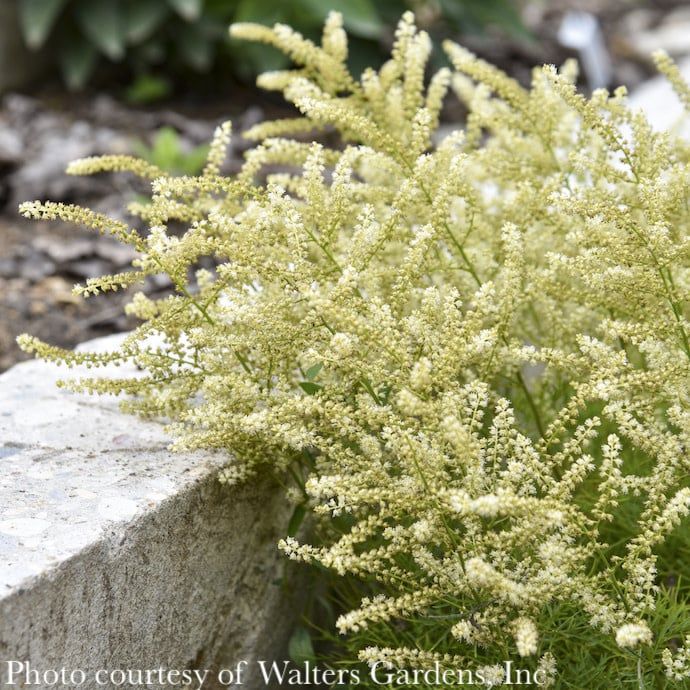#1 Aruncus x Fairy Hair/ Dwarf Goats Beard