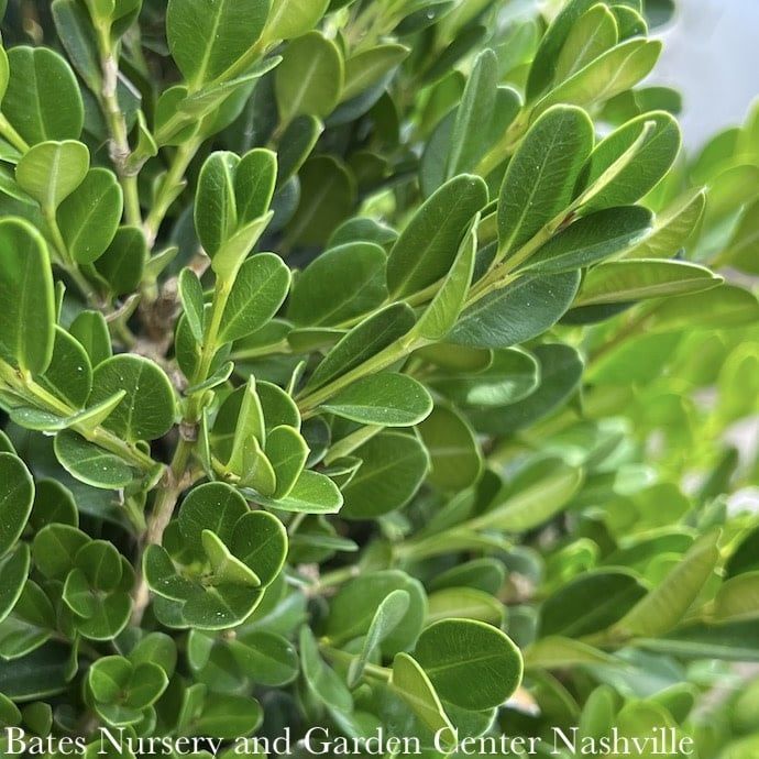 #2 Buxus micro var japonica Winter Gem/ Boxwood