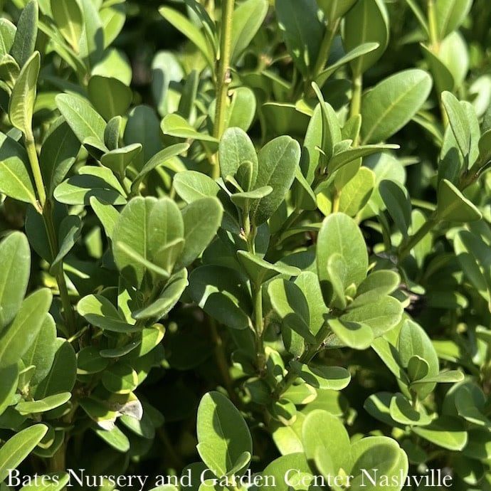 #1 Buxus x Green Mountain/ Boxwood