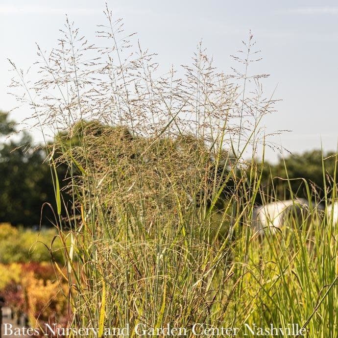 #1 Grass Panicum virg Prairie Sky/ Switch Native (TN)