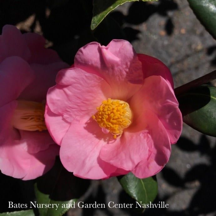 #3 Camellia x Arctic Dawn/ Pink - No Warranty