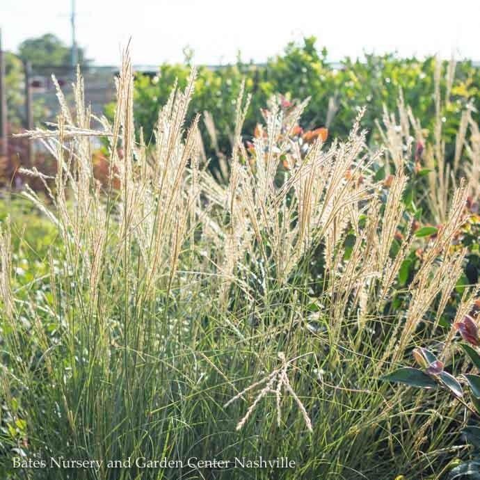 #2 Grass Miscanthus sine Yakushima (Yaku Jima)/ Dwarf Maiden
