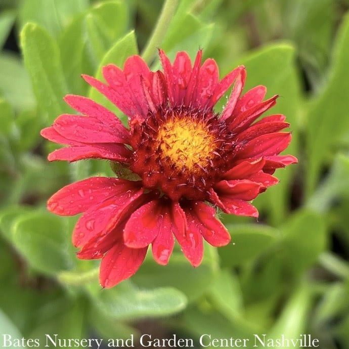 #1 Gaillardia Sunset Celebration/ Red Blanket Flower