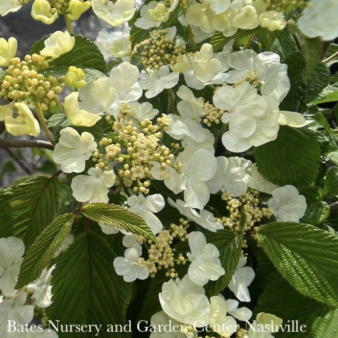 Topiary Patio Tree #5 Viburnum plicatum/ Japanese Snowball