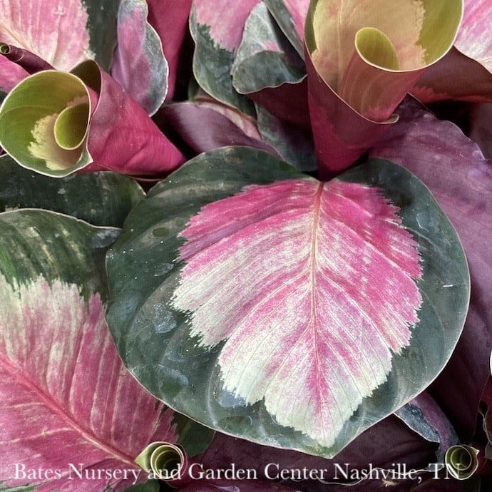 6p! Calathea Roseopicta /Tropical