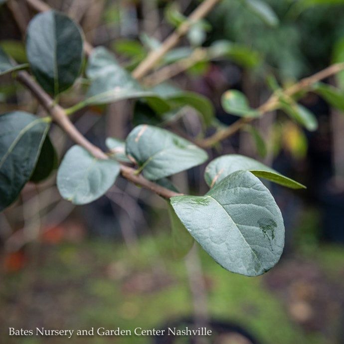 #15 SINGLE Chionanthus retusus/ Chinese Fringetree