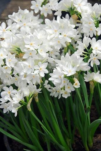 Bulb Narcissus tazetta Paperwhite Ziva 1Ea