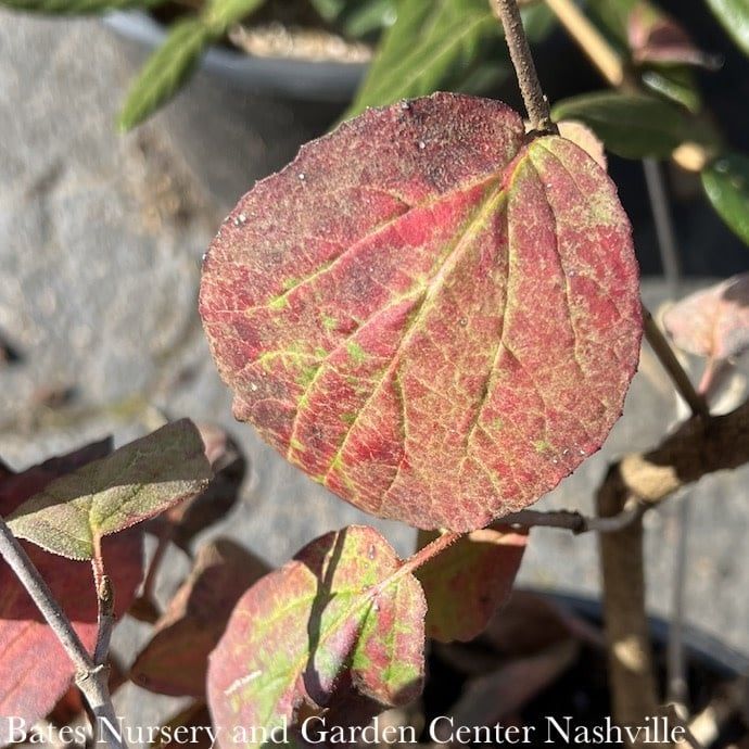 #3 Viburnum carl Sugar N&#39; Spice/ Korean Spice