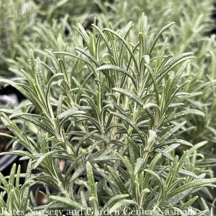 #1 Rosmarinus Hill&#39;s Hardy/ Rosemary - No Warranty