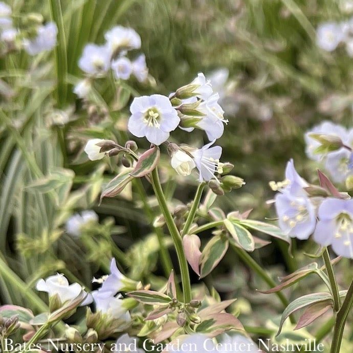 #1 Polemonium rep Stairway To Heaven/ Variegated Jacob&#39;s Ladder Native (TN)