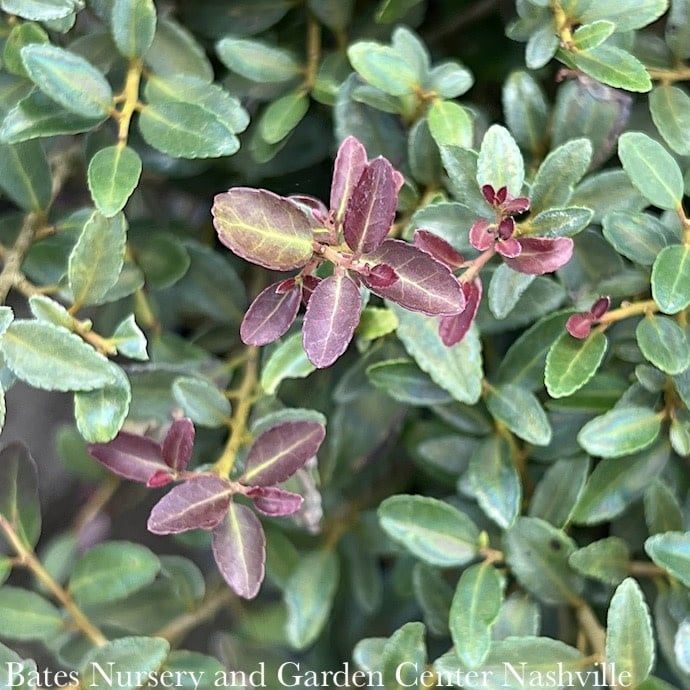 #3 Ilex vom Condeaux &#39;Bordeaux&#39;/ Dwarf Yaupon Holly (male) Native (R)