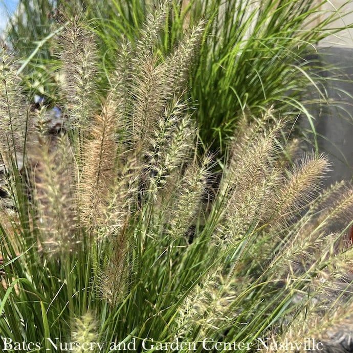 #1 Grass Pennisetum alop Ginger Love/ Fountain