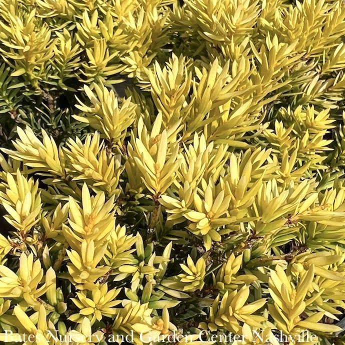 LPP(4p) Taxus cuspidata Nana Aurescens/ Golden Dwarf Japanese Yew