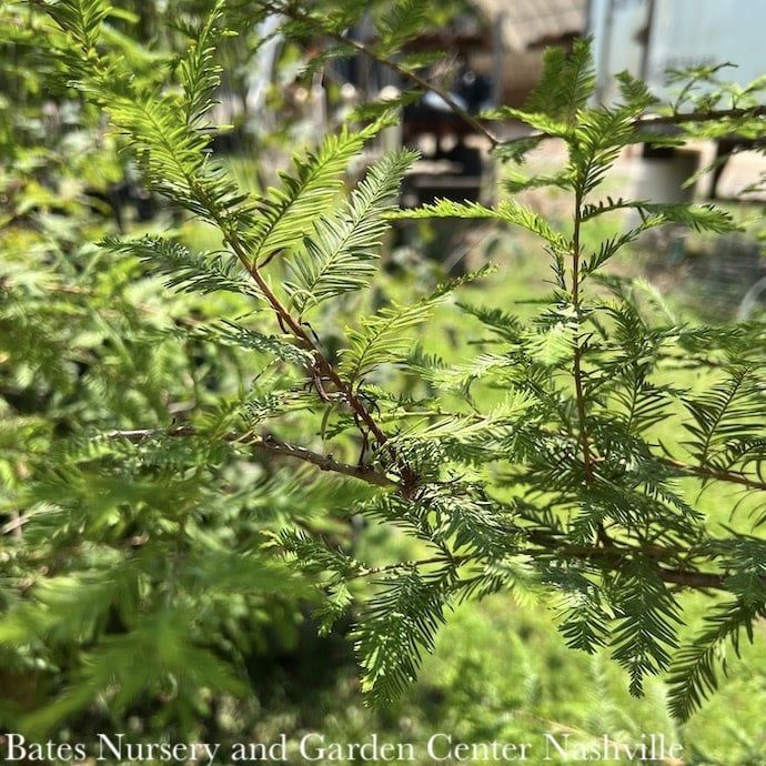 #5 Taxodium distichum/ Bald Cypress