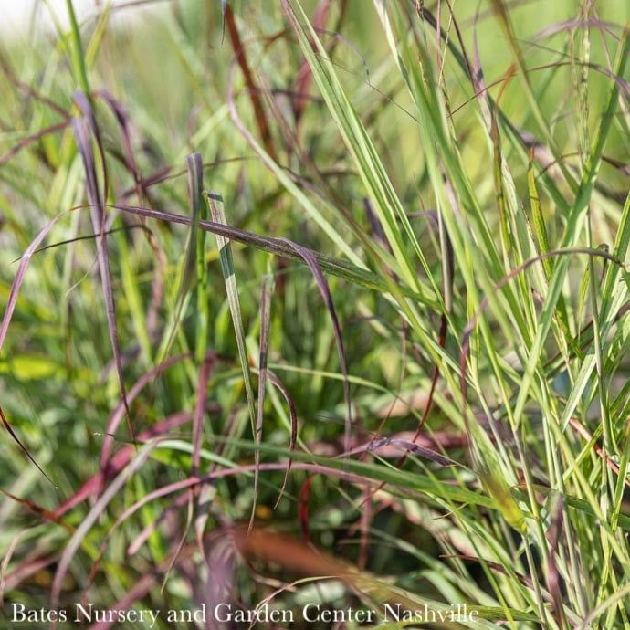 #1 Grass Panicum virg Ruby Ribbons/Switch