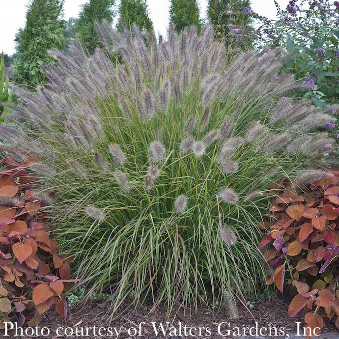 #3 Grass Pennisetum alop PW Prairie Winds Desert Plains/ Fountain