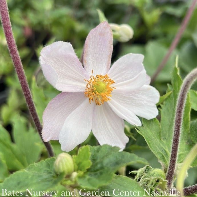 #1 Anemone Dreaming Swan/ Semi-Double White