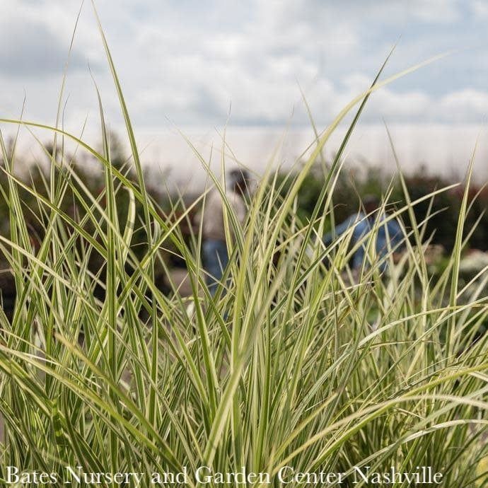 #1 Grass Miscanthus sine Variegatus/ Variegated Japanese Silver