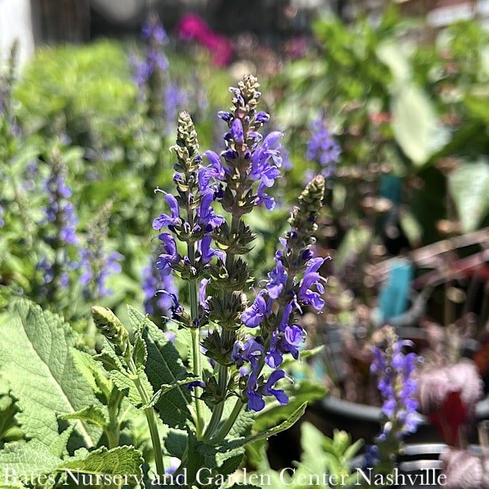 #1 Salvia x Blue Hill/ Meadow Sage