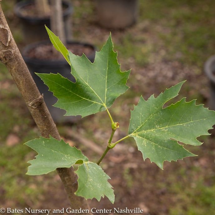 #15 Platanus x acer Rockford Road/ London Planetree