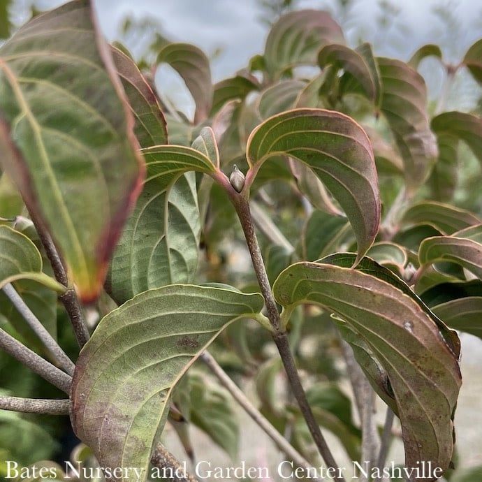 #15 Cornus x Rosy Teacups/ Flowering Pink Dogwood