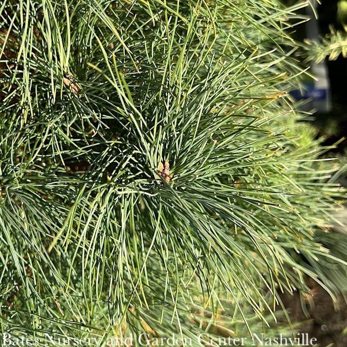 #5 Pinus strobus/ Eastern White Pine Native (TN) - No Warranty
