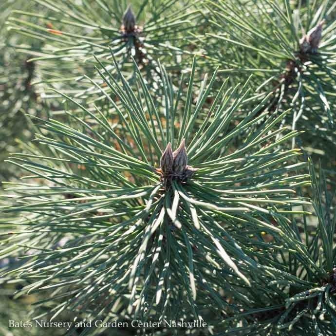 Topiary Oriental Pompon #10 Pinus nigra/ Austrian Pine Oriental PomPon