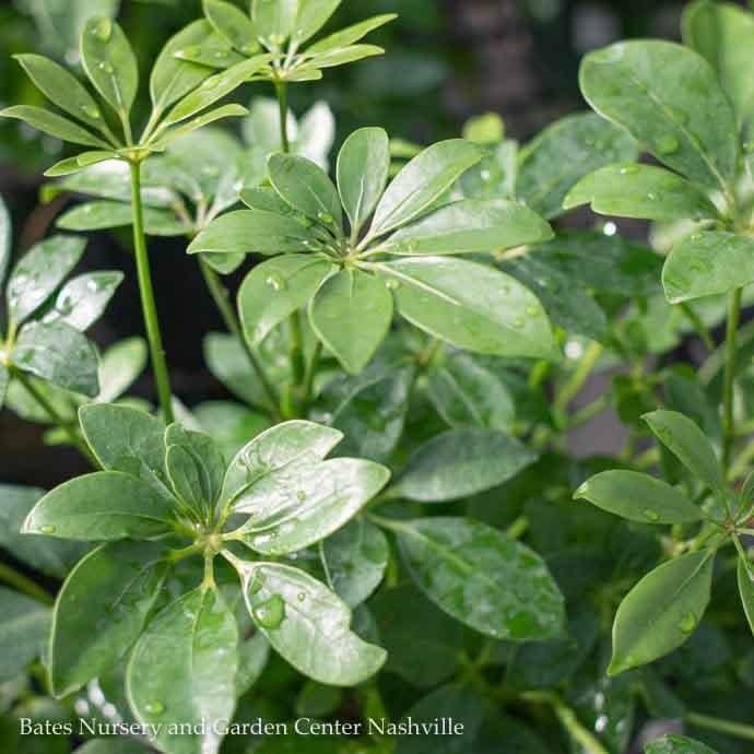 10p! Schefflera Arboricola Bush /Tropical