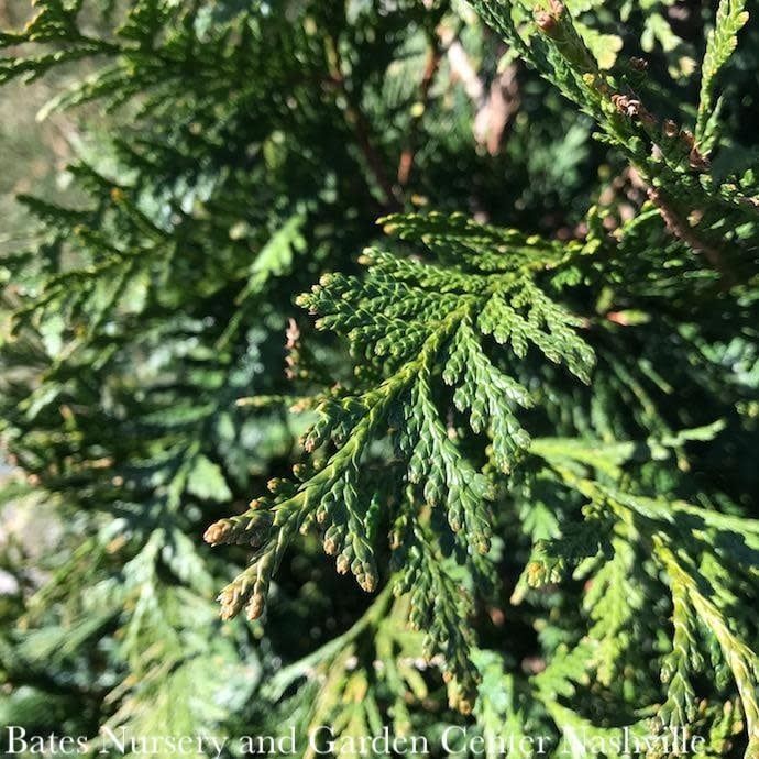 #1 Thuja occ Little Giant/ Globe Arborvitae
