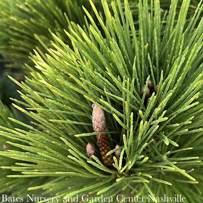 #15 Pinus thunbergii Thunderhead/ Japanese Black Pine